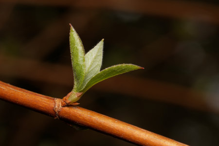 small young leaf on a branch in springtime