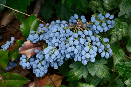 berberis aquifolium blue fruits of holly barberry in juneの写真素材