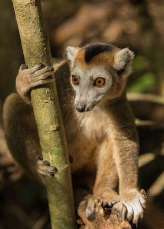 Crowned lemur is lookingの写真素材