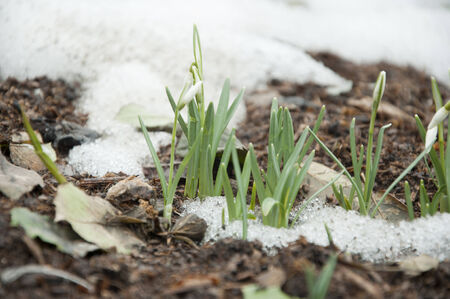 first snowdrops sprang out from under the snowの写真素材