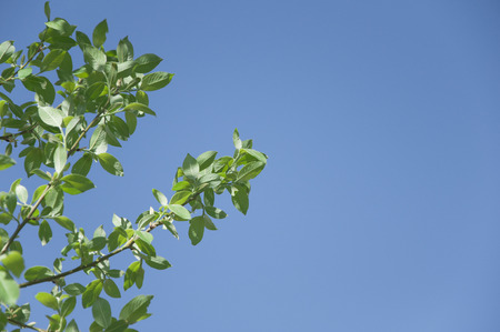 a branch of a tree against the blue skyの写真素材