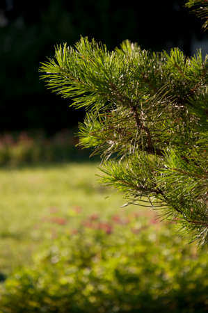 pine branch on blurred background