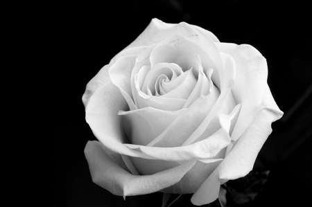 黒バラ の画像 写真素材 ベクター画像 イメージマート