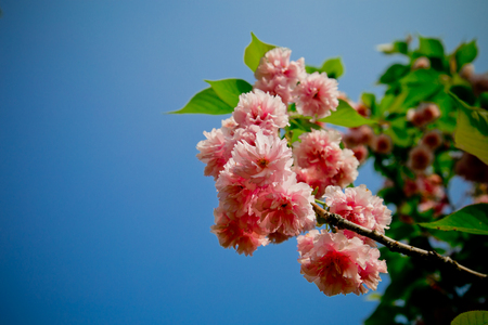 sakuraの写真素材