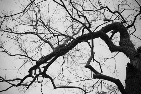 twigs