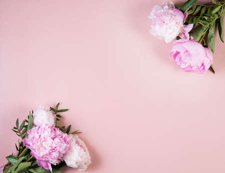 Pink beautiful peonies lie on a pink background.の写真素材