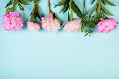 Pink peonies lie on a blue background.の写真素材