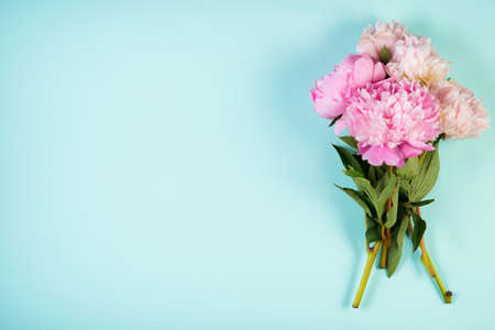 Pink peonies lie on a blue background.の写真素材