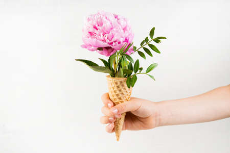 A child's hand holds a waffle cone with a pink peony. Creative still life with a flower sticking out...