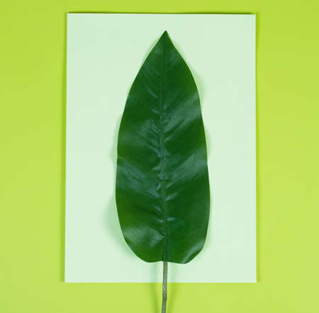 Colored green background with tropical leaves . Creative backgroundの写真素材