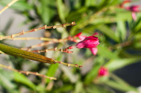 Tropical red flowers on the street. Cypriot plants, selective focusの写真素材