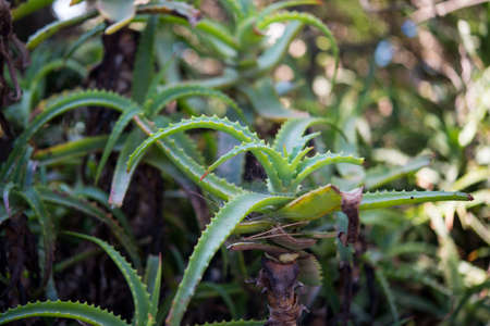 Bushes of the plant aloe Vera in Spainの写真素材