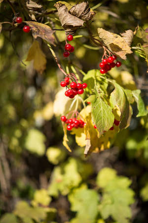 Red viburnum fruits hang on a tree on a sunny autumn day