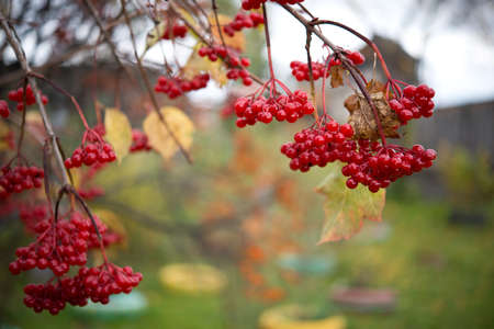 Red ripe bunches of viburnum berries hang on a tree branchの写真素材