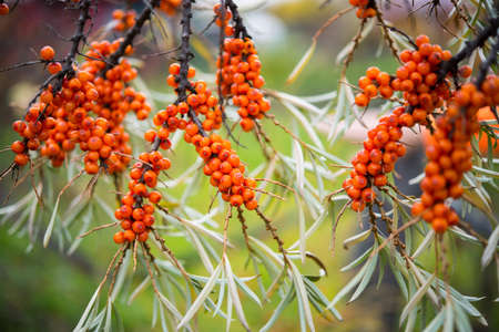Ripe orange berries of sea-buckthorn berries hang on the branches of a tree, autumn berries
