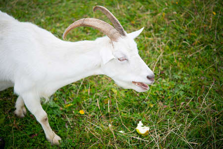 Goat. Portrait of a goat on a farm in the village. Beautiful village goat