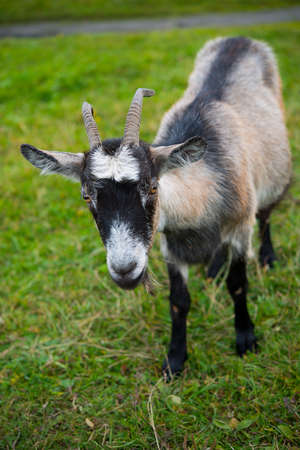 Goat. Portrait of a goat on a farm in the village. Beautiful village goat