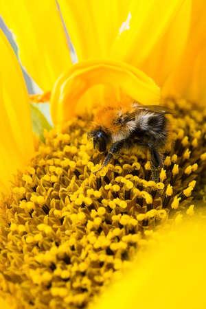 Wild bee collects pollen, nectar in yellow sunflower flower
