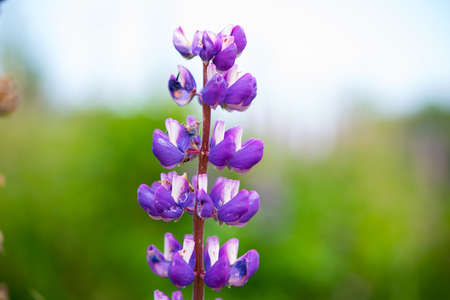 Close summer flower purple Lupin on a blurred background of green fieldの写真素材