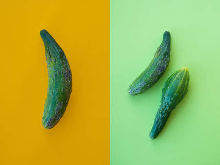 creative multi-colored collage, ugly vegetables on color trending backgrounds, deformed cucumbersの写真素材