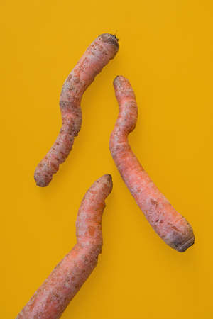 Ugly vegetables, deformed carrots on a trending orange backgroundの写真素材