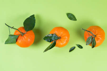 Juicy summer tangerines with leaves on a colored green background, flat layの写真素材