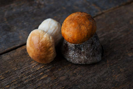 Seasonal forest porcini mushrooms on rustic backgroundの写真素材