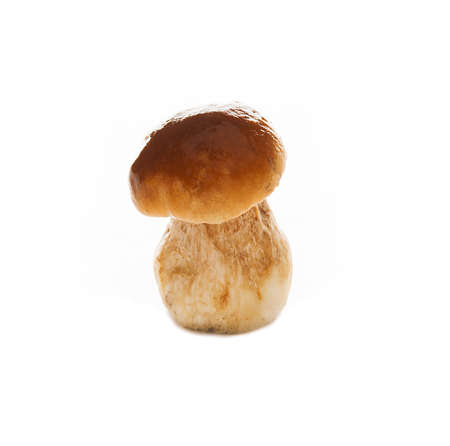 White forest mushroom isolated on a white backgroundの写真素材