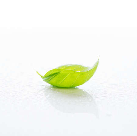 Fresh green Basil with water drops on a white background, close-up