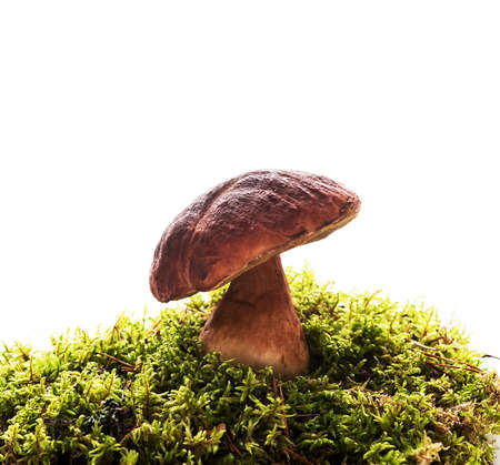 Forest boletus mushroom isilated on white backgroundの写真素材