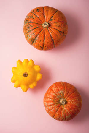 Autumn ripe pumpkins on a pink background, still life on Thanksgiving day, top view, flat layの写真素材