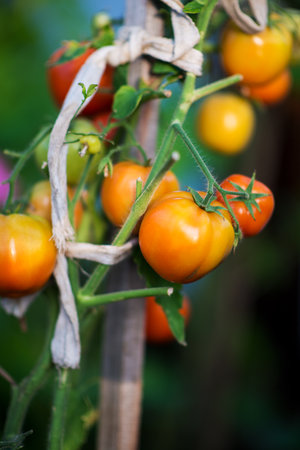Organic garden tomatoes on a branch, selective focusの写真素材