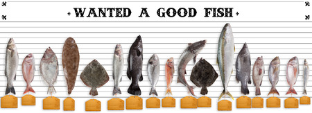 Seafood choice with tags. Selection of a good fish. Range of sea fish at the seafood market.