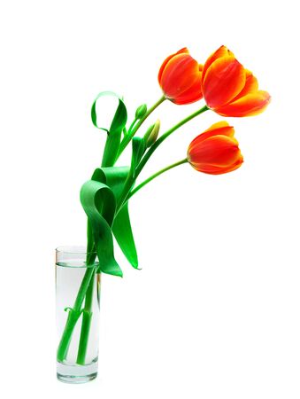 three beautiful tulips in a glass vaseの写真素材
