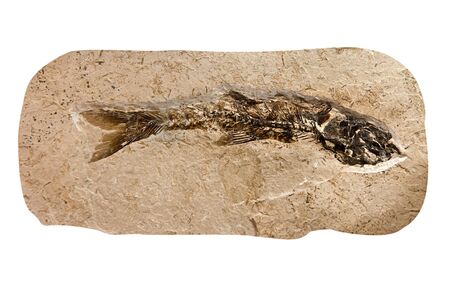 fossilized skeletal remains of prehistoric fish in stoneの写真素材