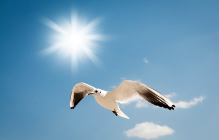 seagull flying against the blue skyの写真素材
