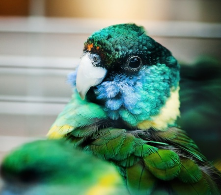 parrot on the background of blurry treesの写真素材
