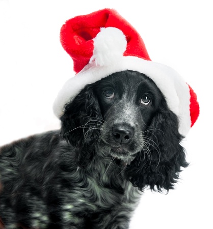cocker spaniel wearing santa hat on white backgroundの写真素材