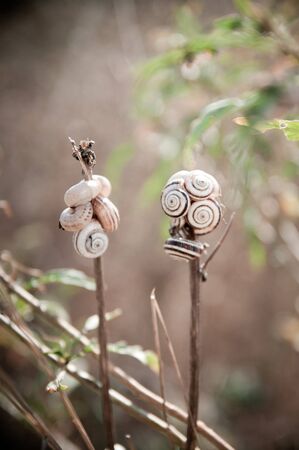 small snails on stem plantの写真素材