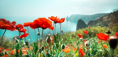 meadow with red poppy flowers against sky and seaの写真素材