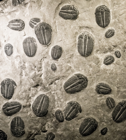 ancient trilobites fossils in stoneの写真素材