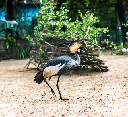 beautiful African Crowned Crane in zooの写真素材