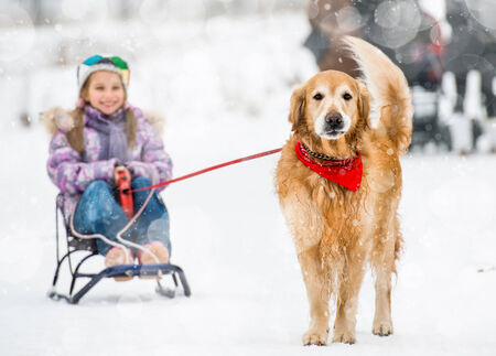 Golden Retriever pulls the sledge with a little girl in the snowの写真素材