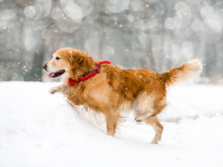 Running red retriever in the snow in winterの写真素材