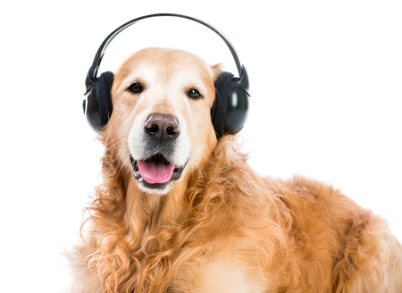 red retriever with headphones looking ito the cameraの写真素材