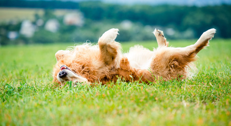 beautiful dog breed golden retriever lying in the grass on the backの写真素材