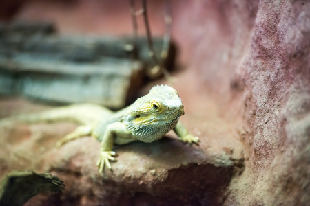 brown lizard on a rock close