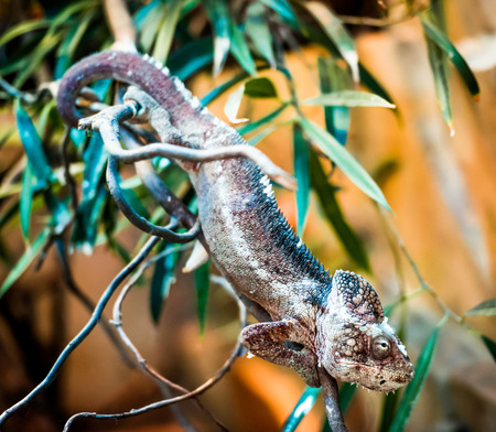 Chameleon stood on a branchの写真素材
