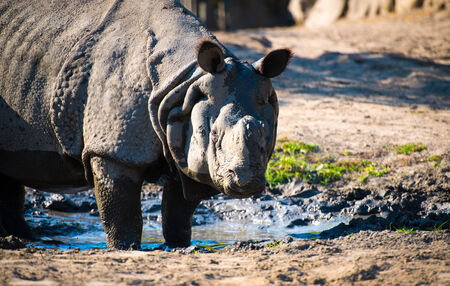 large rhino in the parkの写真素材