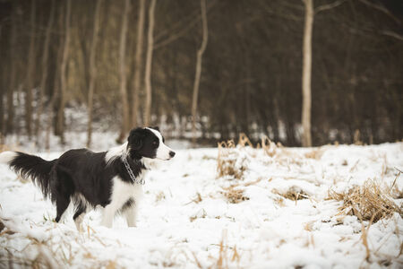 dog runs on winter fieldの写真素材